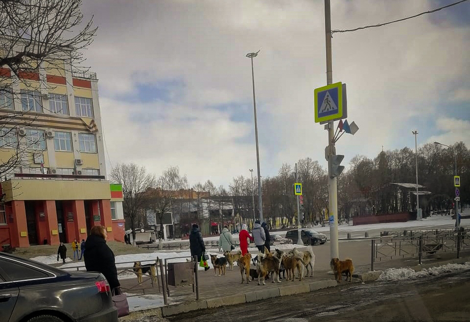 Собаки «пикетируют» здание мэрии в Клинцах