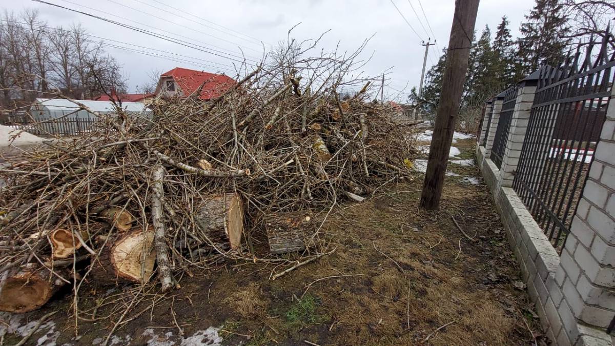 Чтобы спилить опасное дерево в Брянске, потребовался депутатский запрос