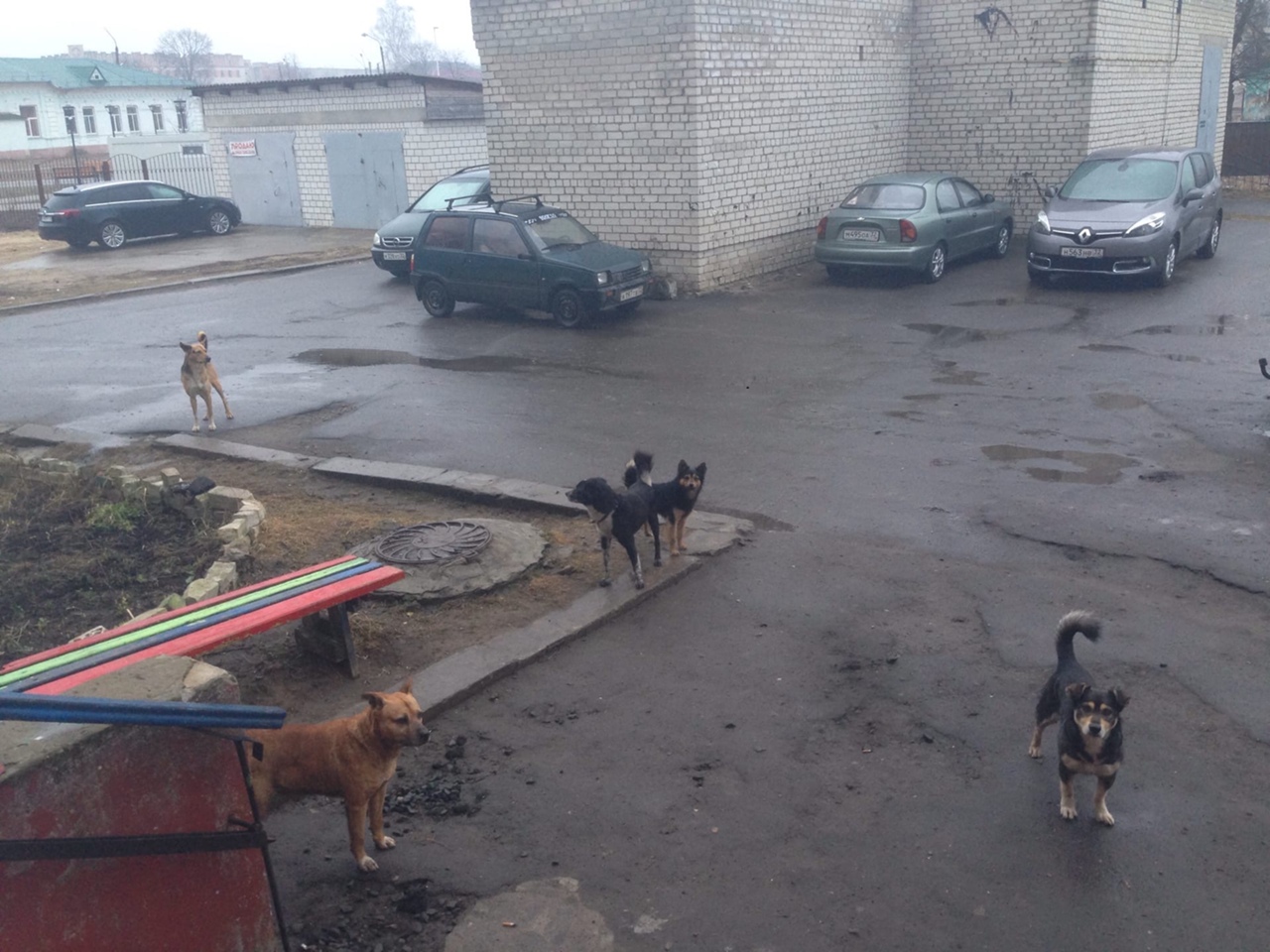 Бродячие псы взяли в заложники жильцов дома в Клинцах