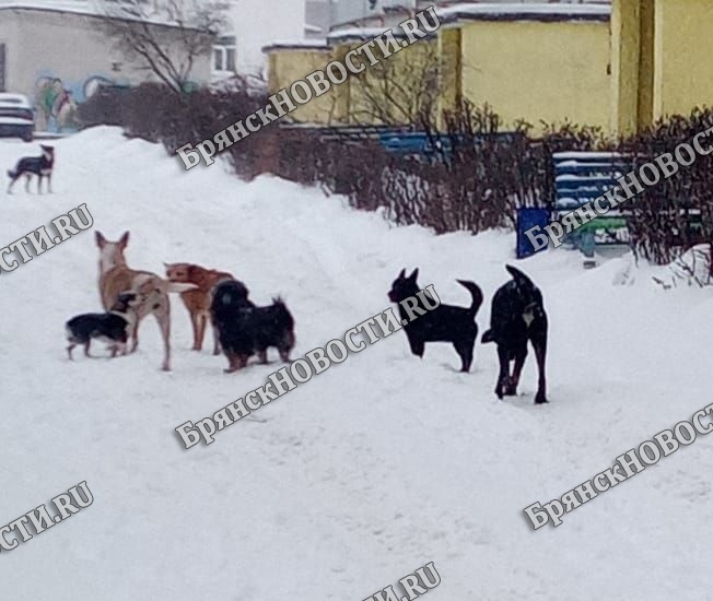 В Дубровском районе отловом бродячих собак занимается водоканал