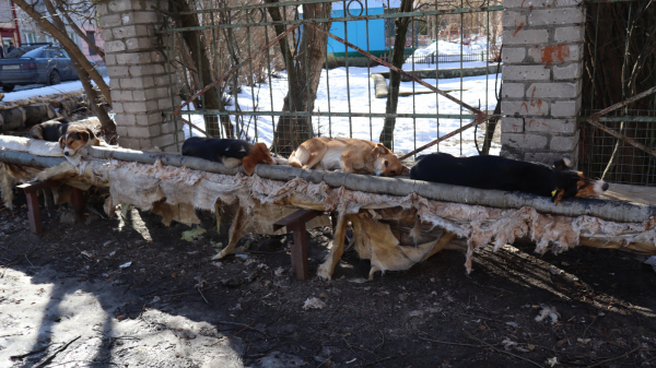 Возле детского сада в Брянске собаки «захватили» теплотрассу