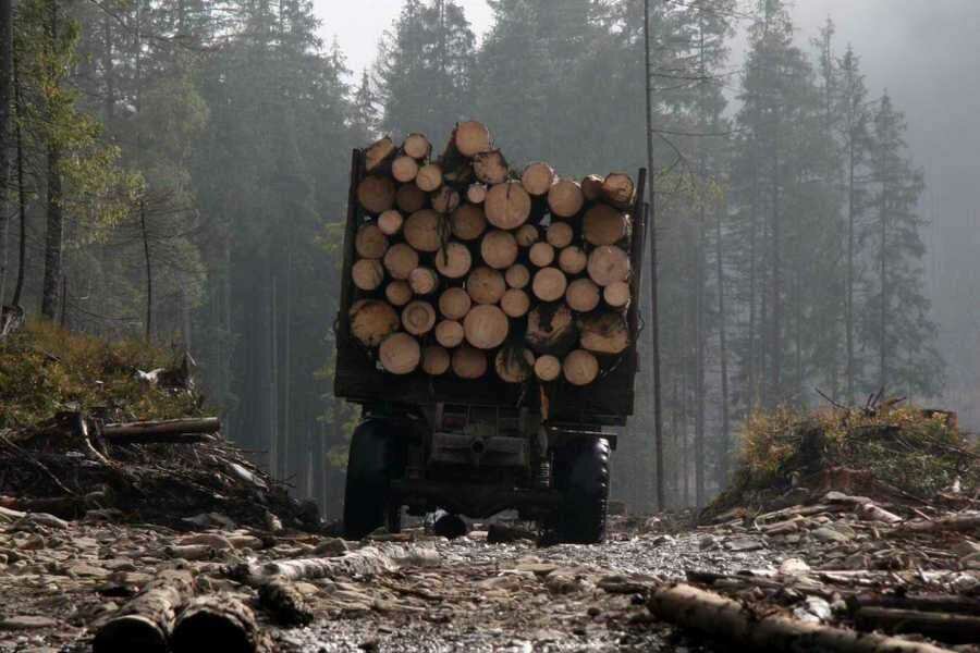 За права животных вступилась брянская природоохранная прокуратура