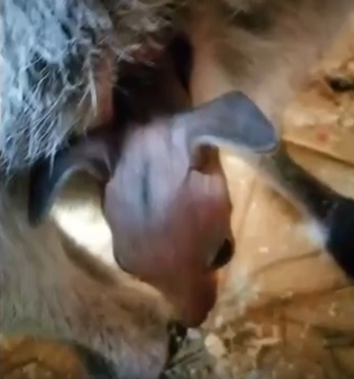 Из сумки мамы-кенгуру в брянском зоопарке показался малыш