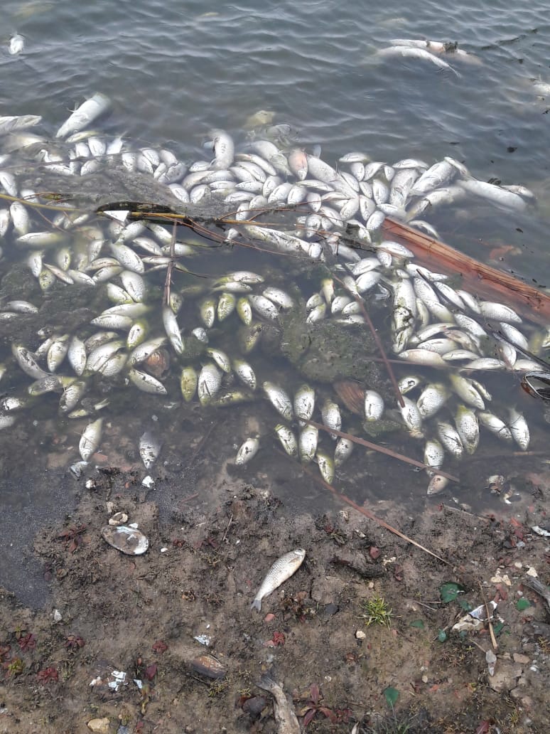Мертвая рыба заполнила проталины на пруду в Суземском районе