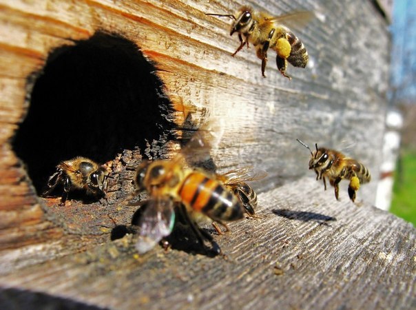 Пчел Брянщины собирают в кооператив