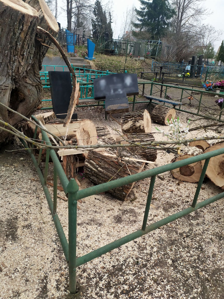 Коммунальщики Брянска опровергли данные о повреждении памятников при уборке аварийных деревьев