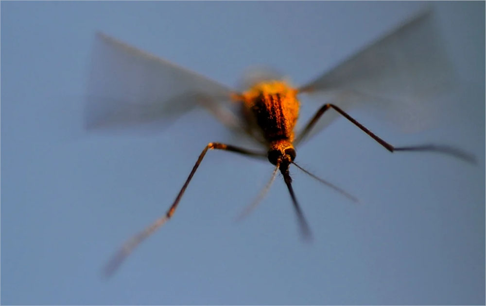 Комары в Брянской области начали досаждать жителям не менее недели назад