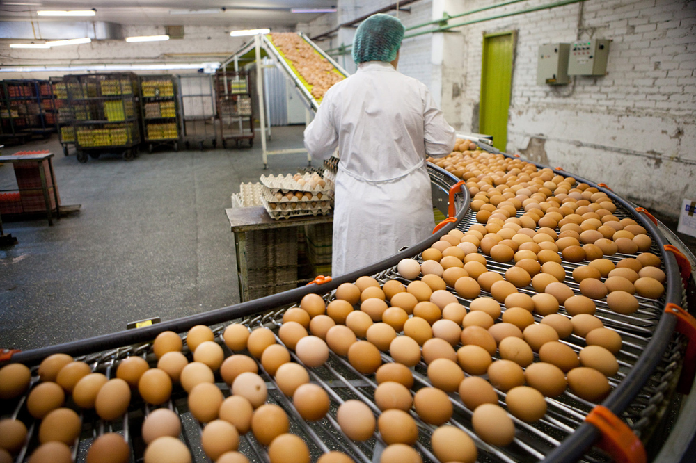 «Дефицита нет, но и зажимать цены не надо» – эксперт о ситуации с куриными яйцами