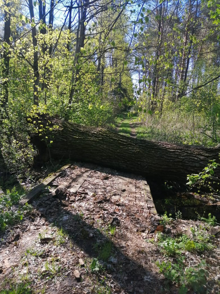 В климовском поселке вековое дерево рухнуло на мост
