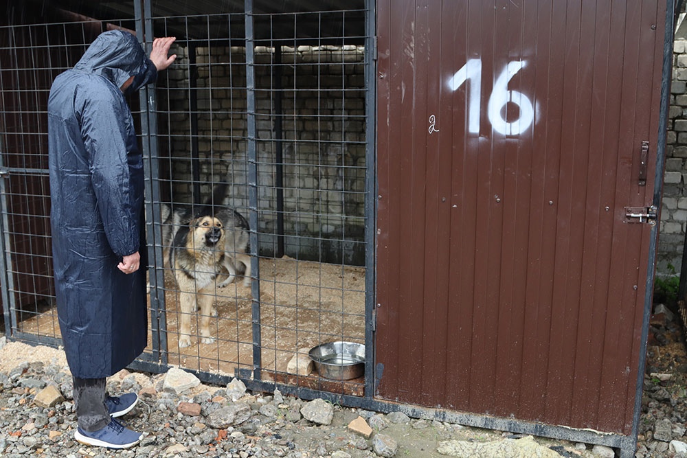 В приют для бездомных животных в Брянске с момента открытия привезли 167 собак