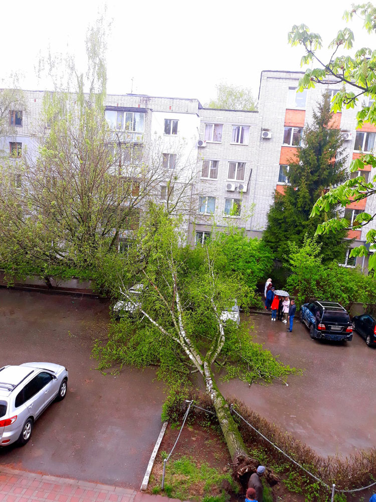 Рухнувшее дерево приземлилось на припаркованные авто во дворе Брянска