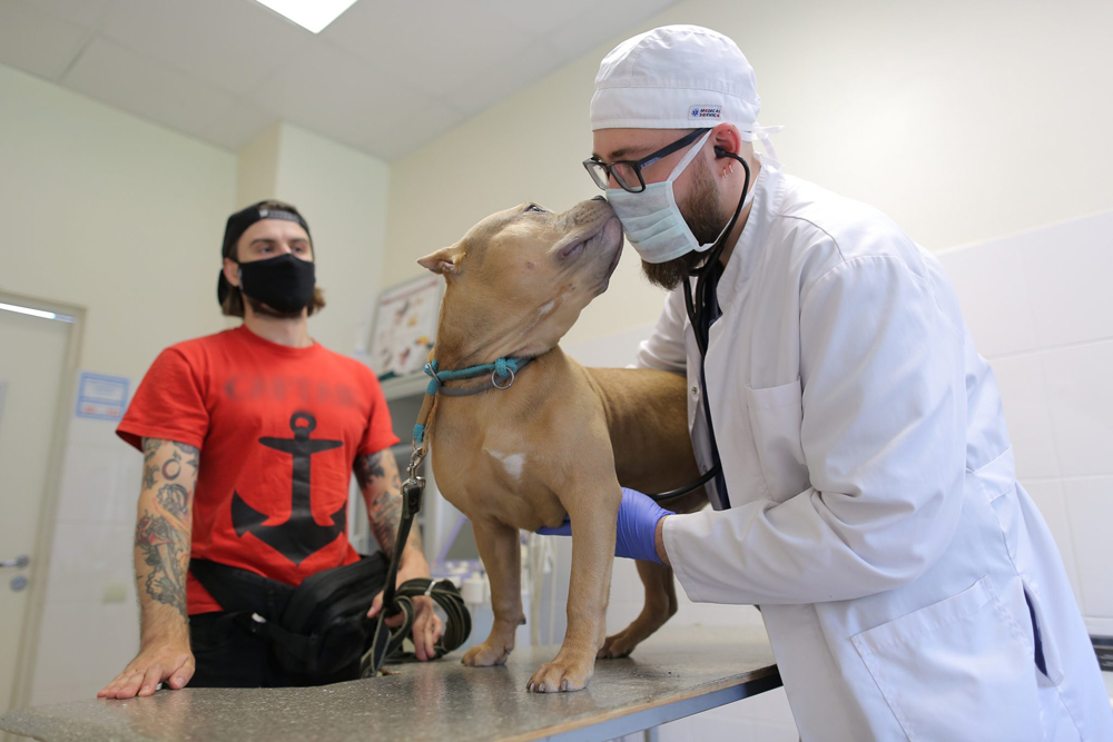 В Брянск прибыла вакцина для домашних животных против COVID-19