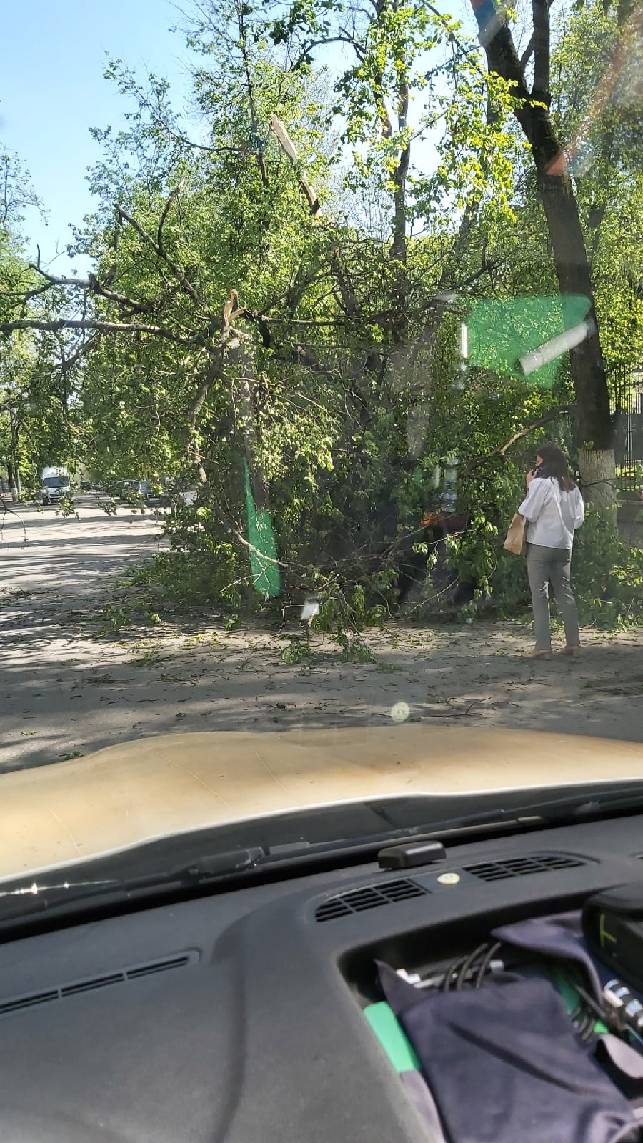 У парка Толстого в Брянске на автомобиль рухнуло дерево