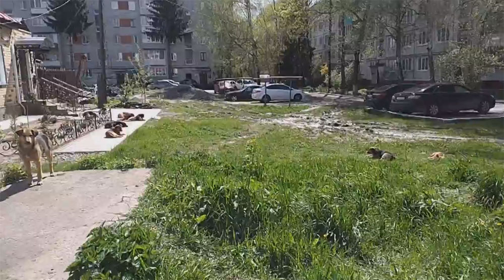 Собаки отвоевали у местных жителей двор в центре Брянска