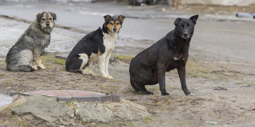 В Рогнединском районе на бродячих псов махнули рукой