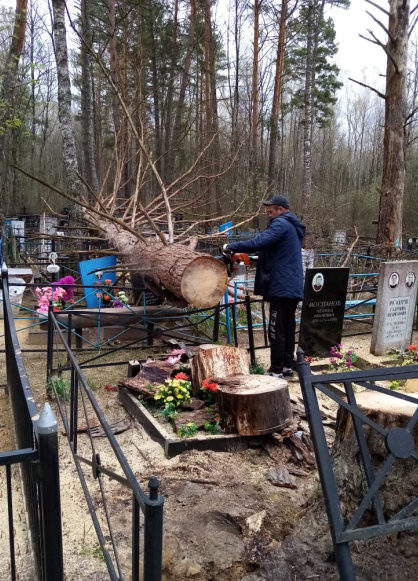 Упавшее на кладбище в Брянске дерево убрали и отчитались о сделанном