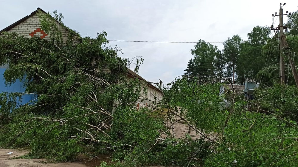 Теплицы повисли на деревьях: жители Брянского района показали последствия бури