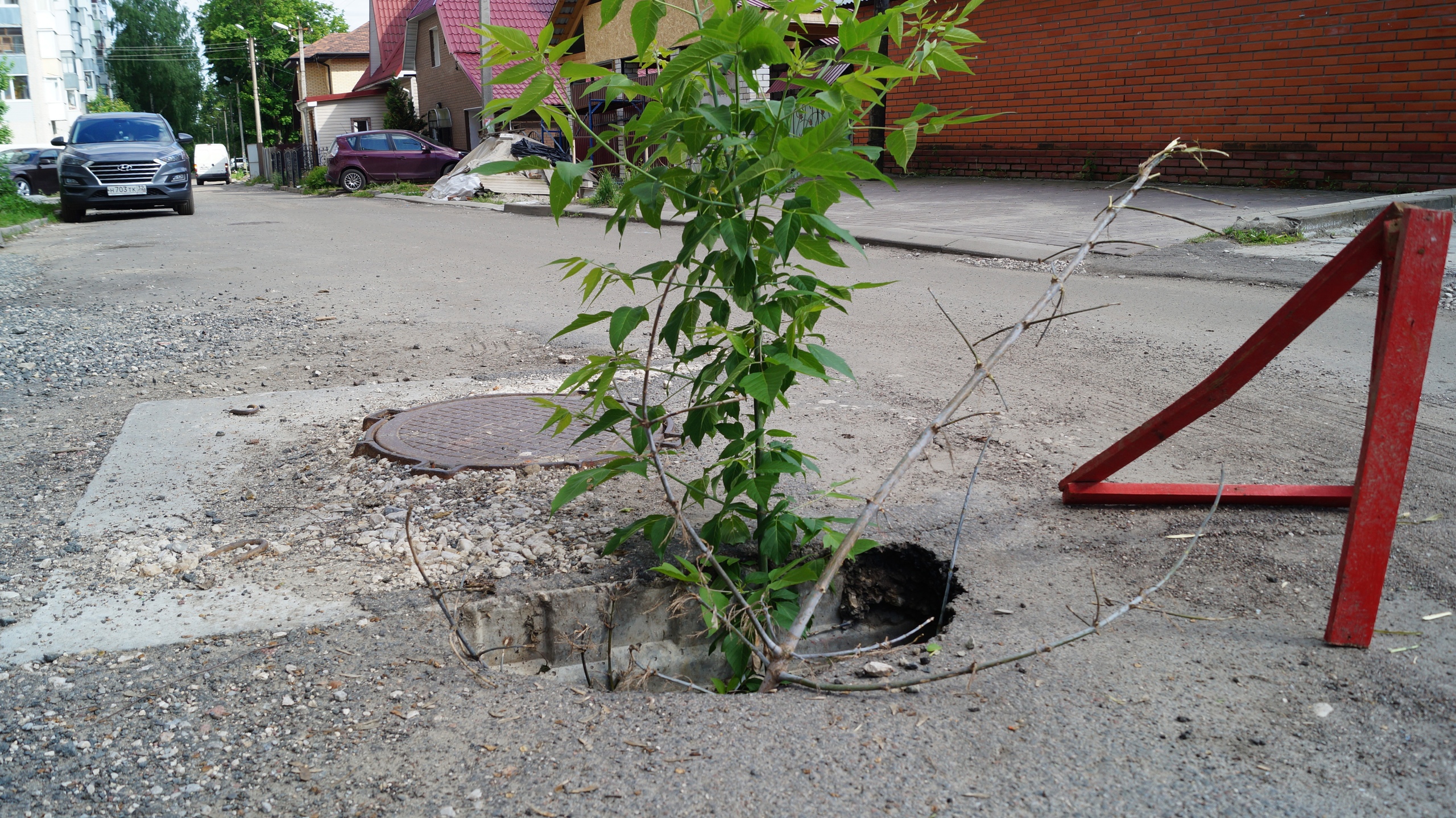 На дороге по улице Пролетарской в Брянске «выросло» дерево