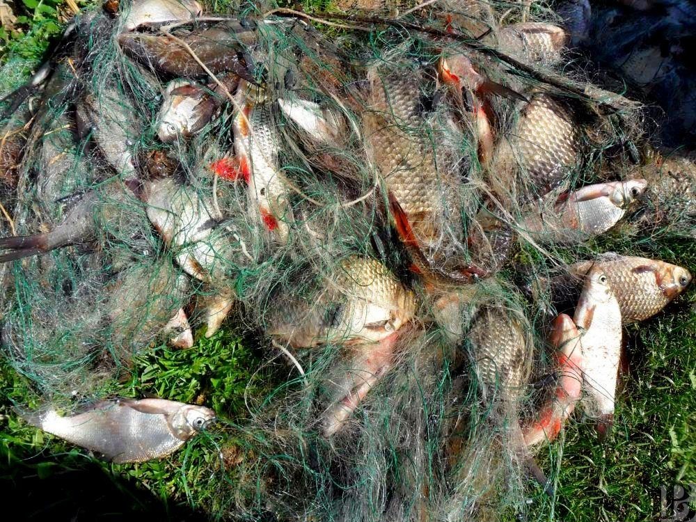 Почепский рыбак попался с сетями на реке Раковка