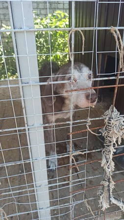 Приют для бездомных животных в Брянске предлагает выбрать питомца