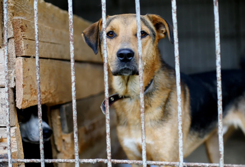 Служба отлова собак в Севском районе прокололась на нарушениях