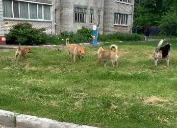 Стая собак наводит страх на жильцов улицы Красных Партизан в Брянске