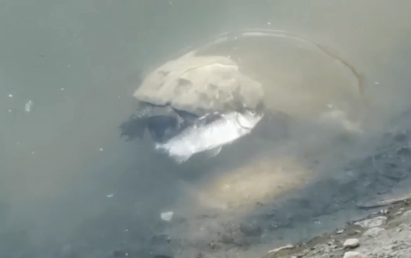 Житель Брянской области снял подводную охоту болотной черепахи