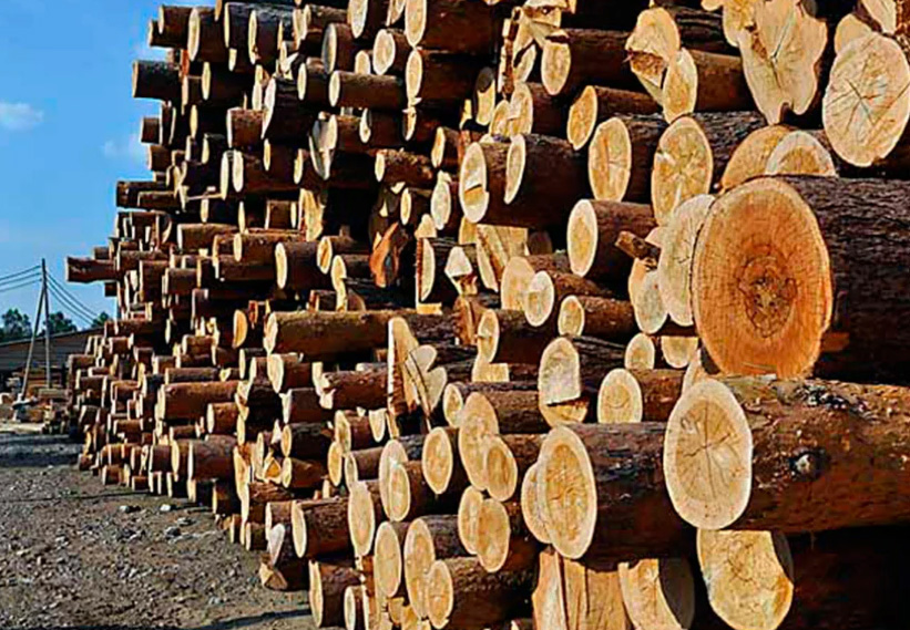 В Брянской области оценили объем незаконного оборота древесины