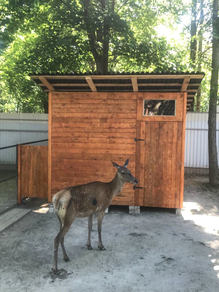 Олениха Аиша отметила новоселье в зоопарке Брянска