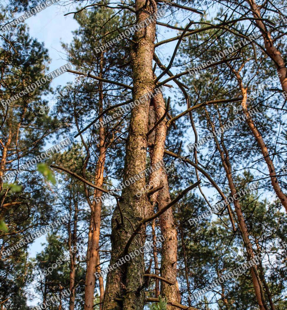 Три сосны из брянского леса могут стоить полмиллиона штрафных рублей