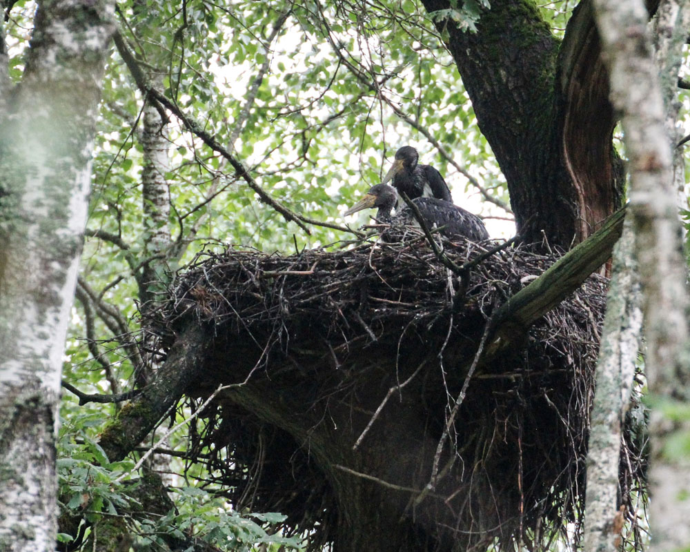 В брянском лесу нашли новое гнездо черного аиста
