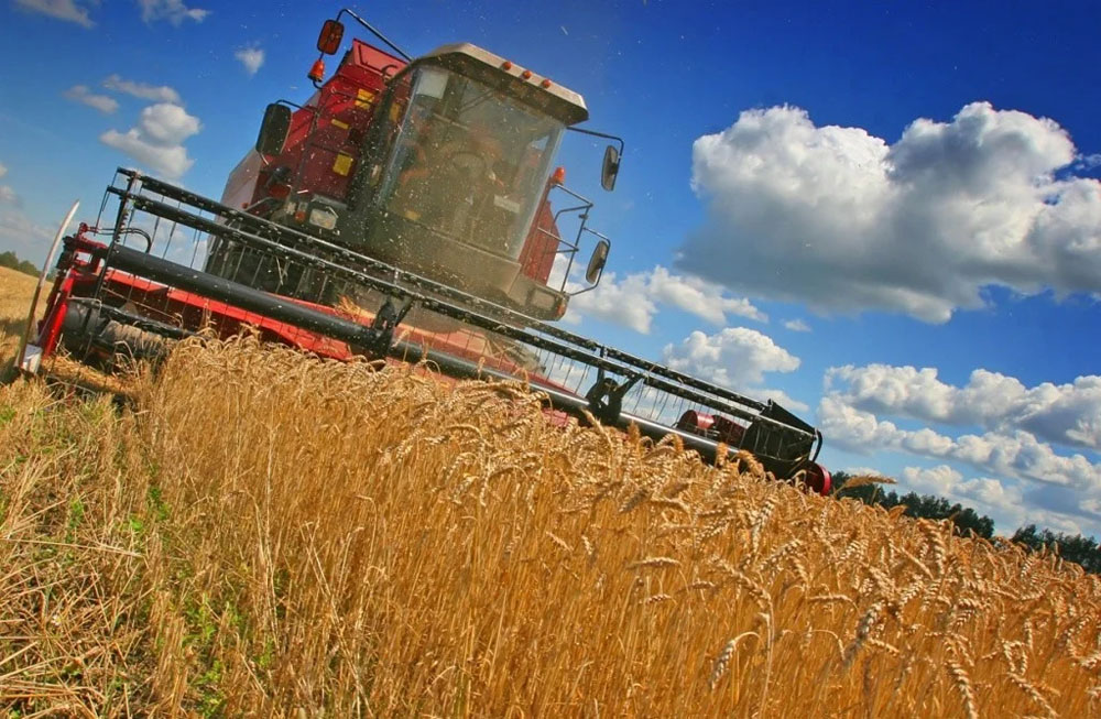На уборку зерна в Брянской области в этом году выйдут 1000 комбайнов