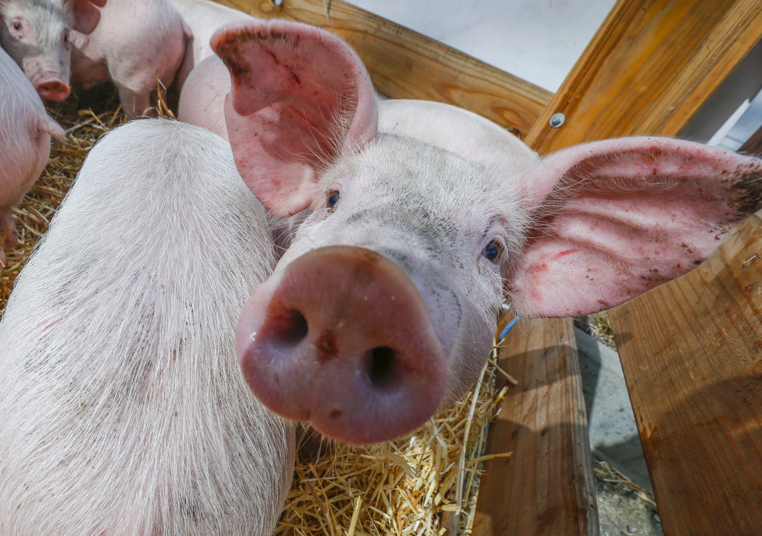 В Дубровском районе выявили африканскую чуму свиней