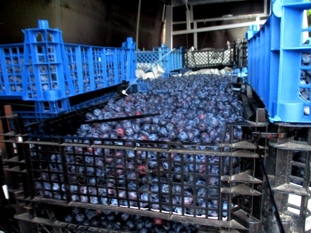 В Брянской области завернули в Белоруссию 1,8 тонны голубики