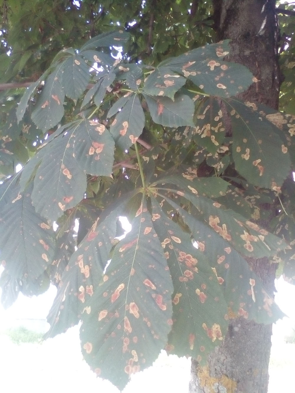 В Пролетарском сквере Брянска «ржавеют» листья каштанов