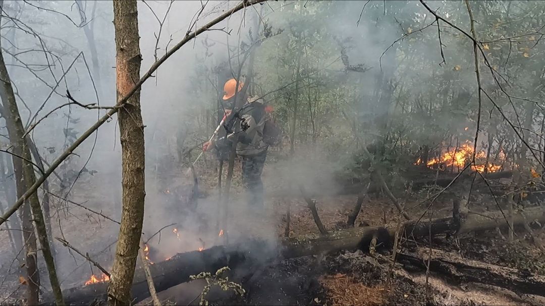 В сожжении леса и зерновых в Брянской области обвиняют руководителя СХПК из Новозыбковского района