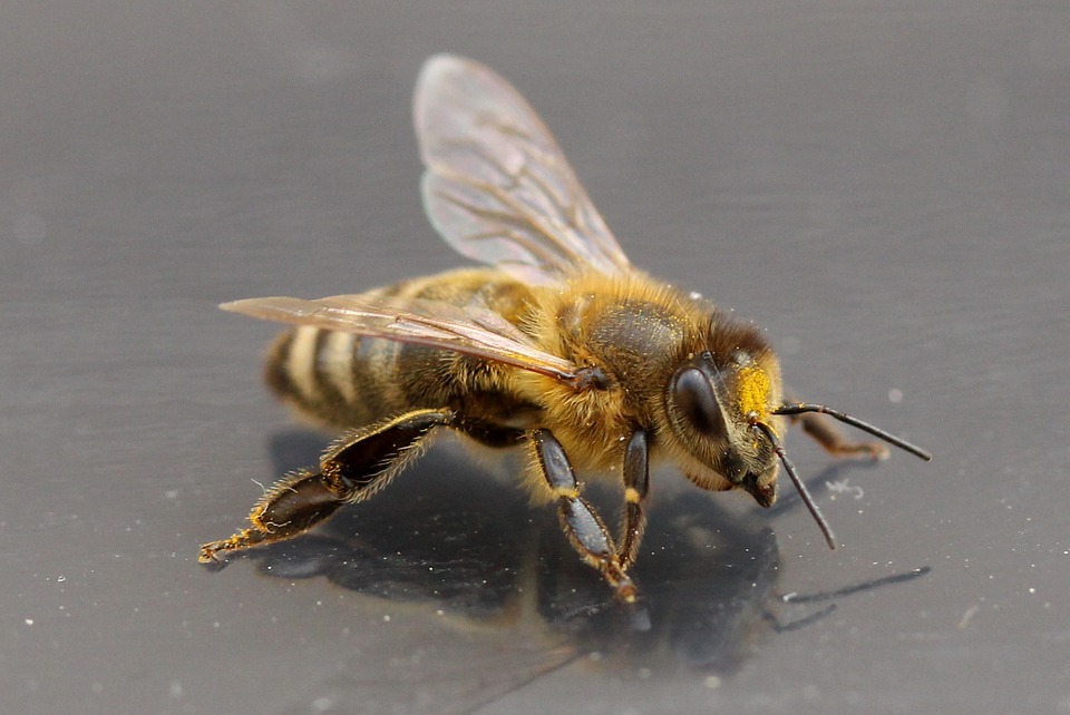 От укуса пчелы умер участковый в Трубчевске