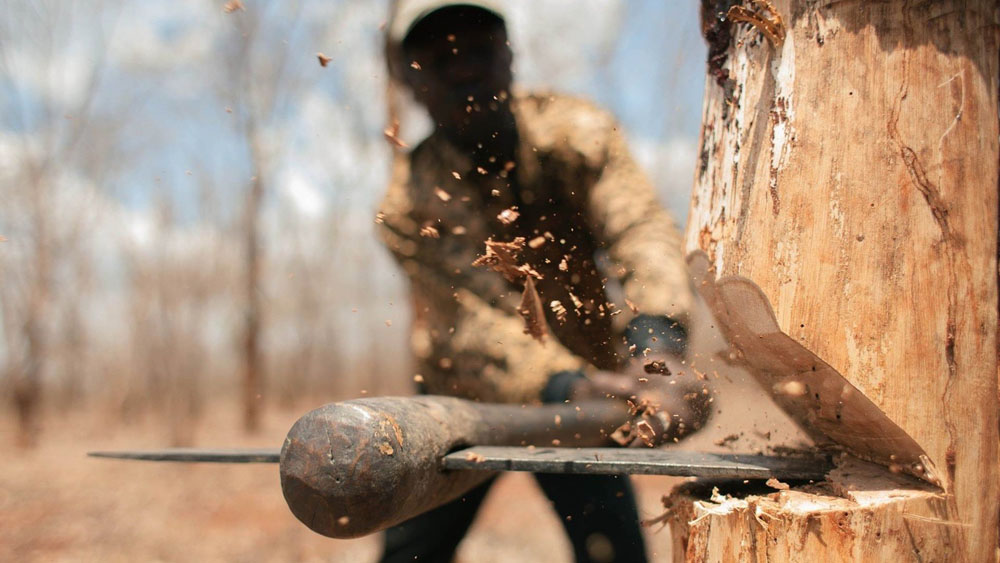 Ущерб от браконьеров и лесорубов на Брянщине оценили в 19 миллионов рублей