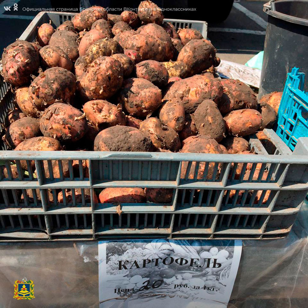 В Брянске цены в рознице на картофель упали на 10 процентов