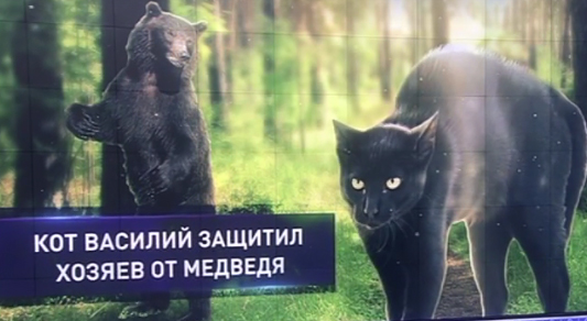 Отвагу кота Василия, спасшего семью от медведя, объяснил брянский натуралист