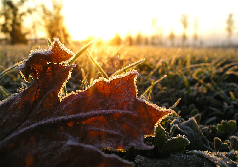 В первую ночь октября в Брянской области ждут заморозки