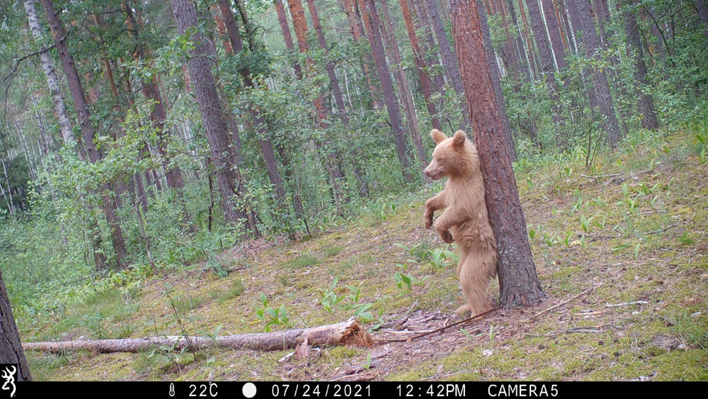 В «Брянском лесу» поселился второй медведь-блондин