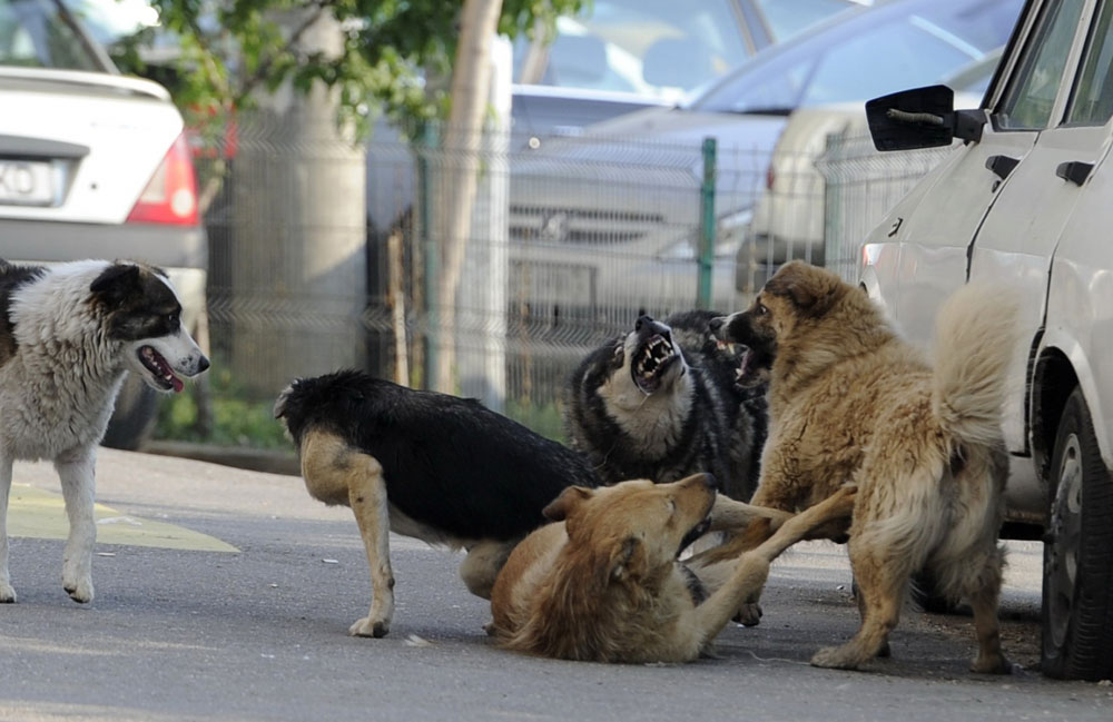 Пострадавшая от нападения собаки жительница Брянска судится с владелицей пса