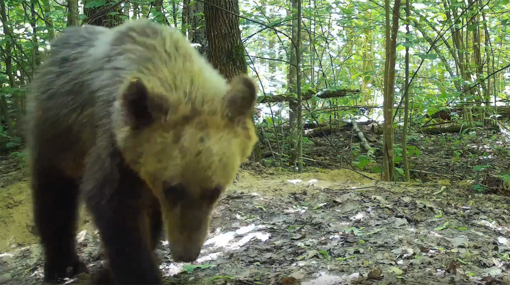 Медведь-подросток пришёл барсукам-сверстникам в «Брянском лесу»