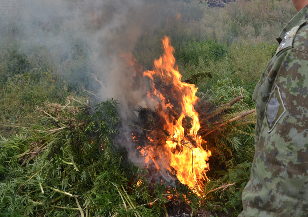 В Брянской области силовики сожгли крупные плантации конопли