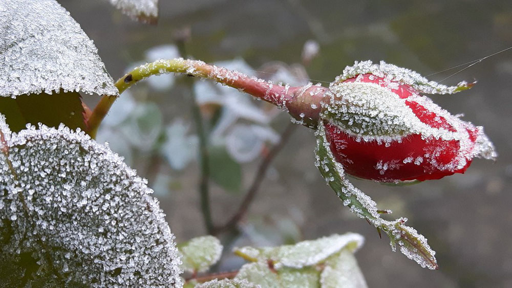 Погодная лихорадка принесет в Брянскую область первозимье и первый снег