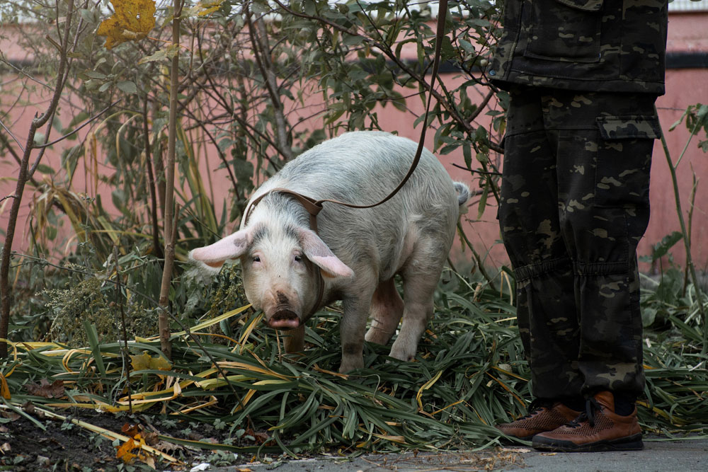 В Брянске продолжают эпатировать горожан домашними свиньями на прогулке