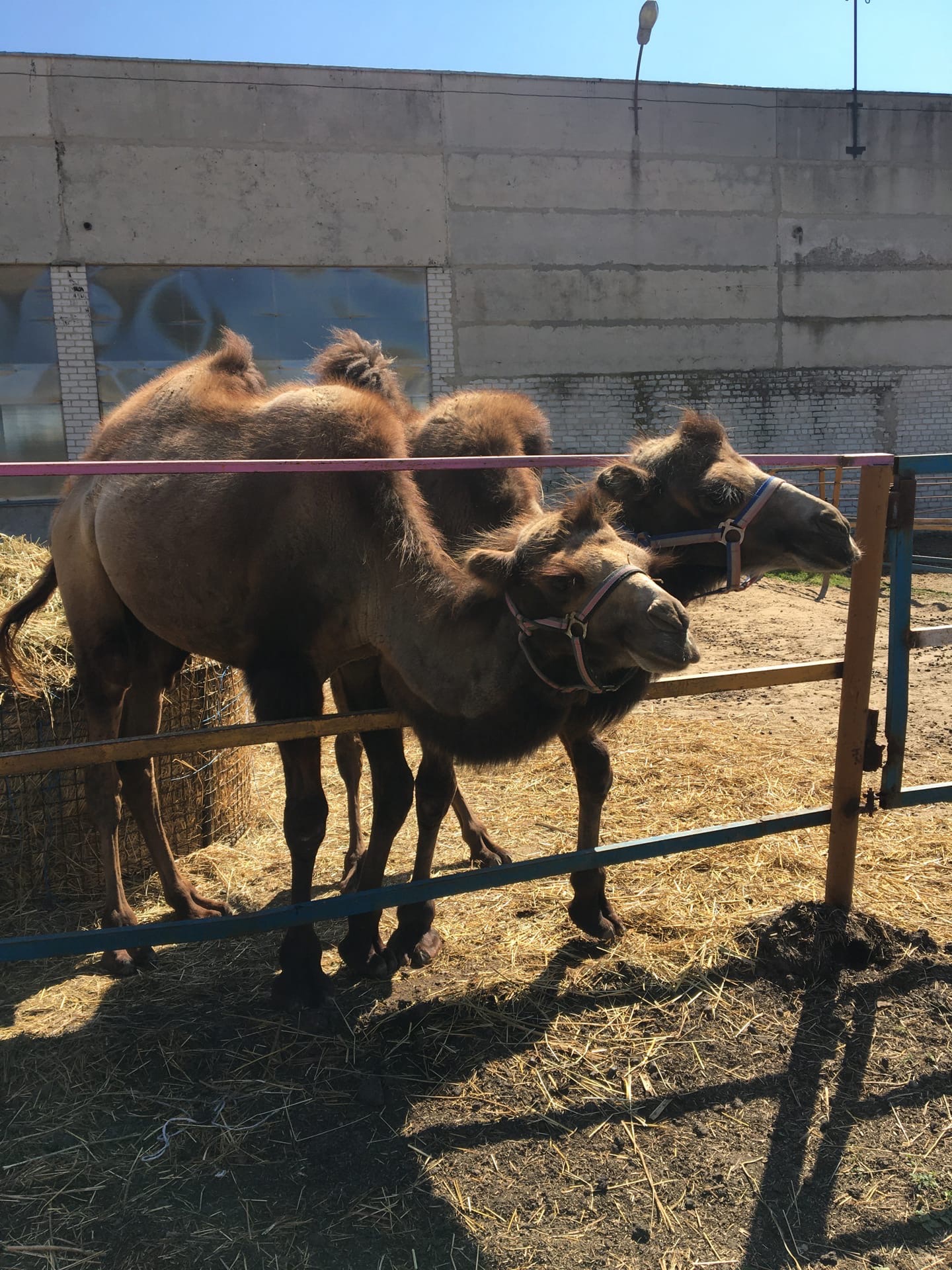 Верблюды Саша и Таня отметили день рождения на Локотском конезаводе