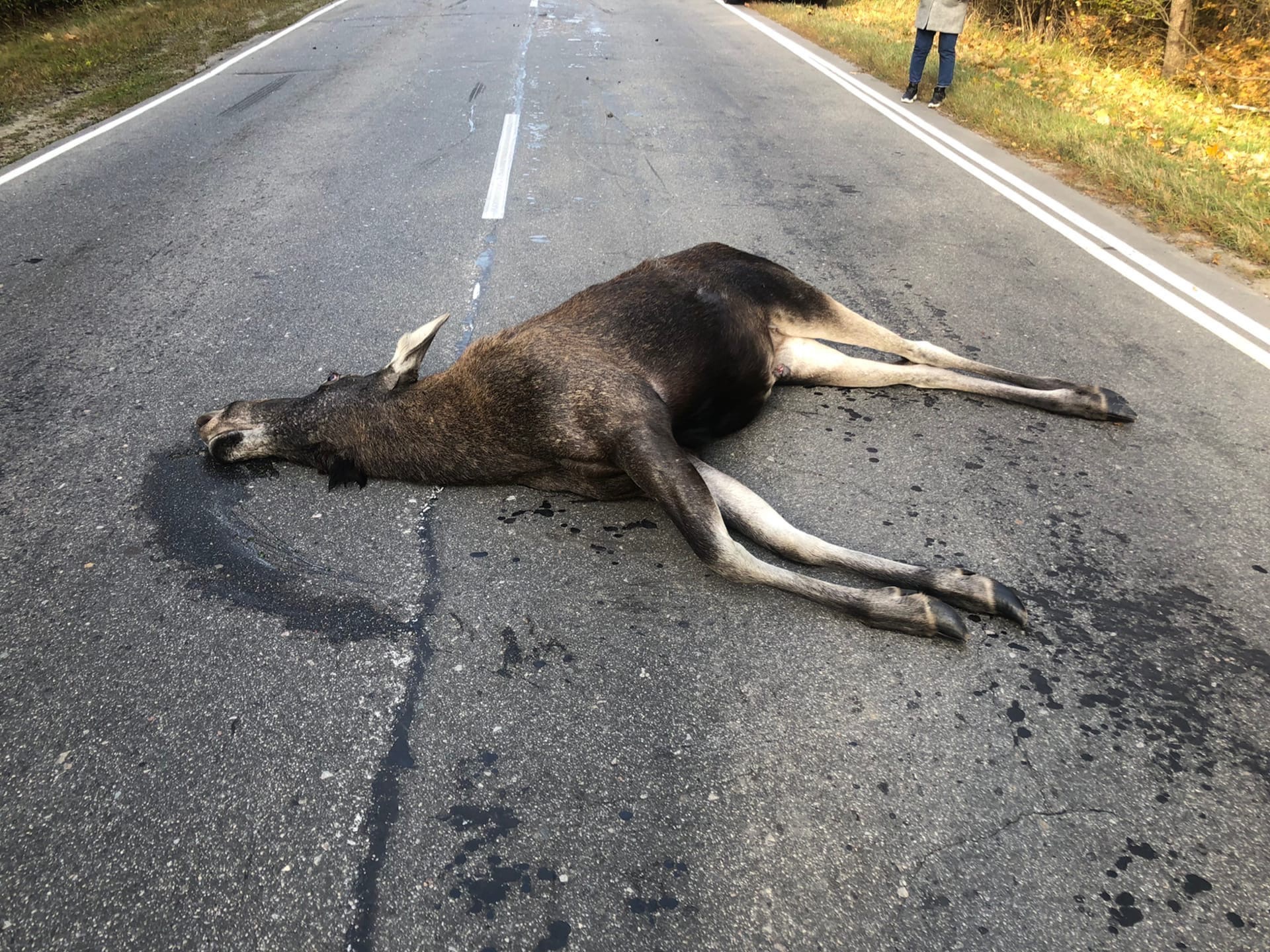 На автодороге в Брянске области обнаружили сбитого лося