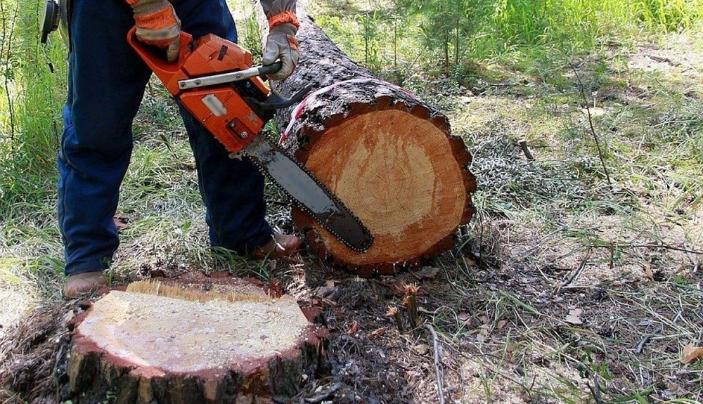 Депутаты одобрили ужесточение «лесного» закона в Брянской области